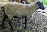 Hermoine's Fleece Grey Sheared