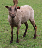 Hero's Fleece Fawn Sheared 2025