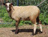Tye's Fleece - Fawn Katmoget - Sheared - 2023
