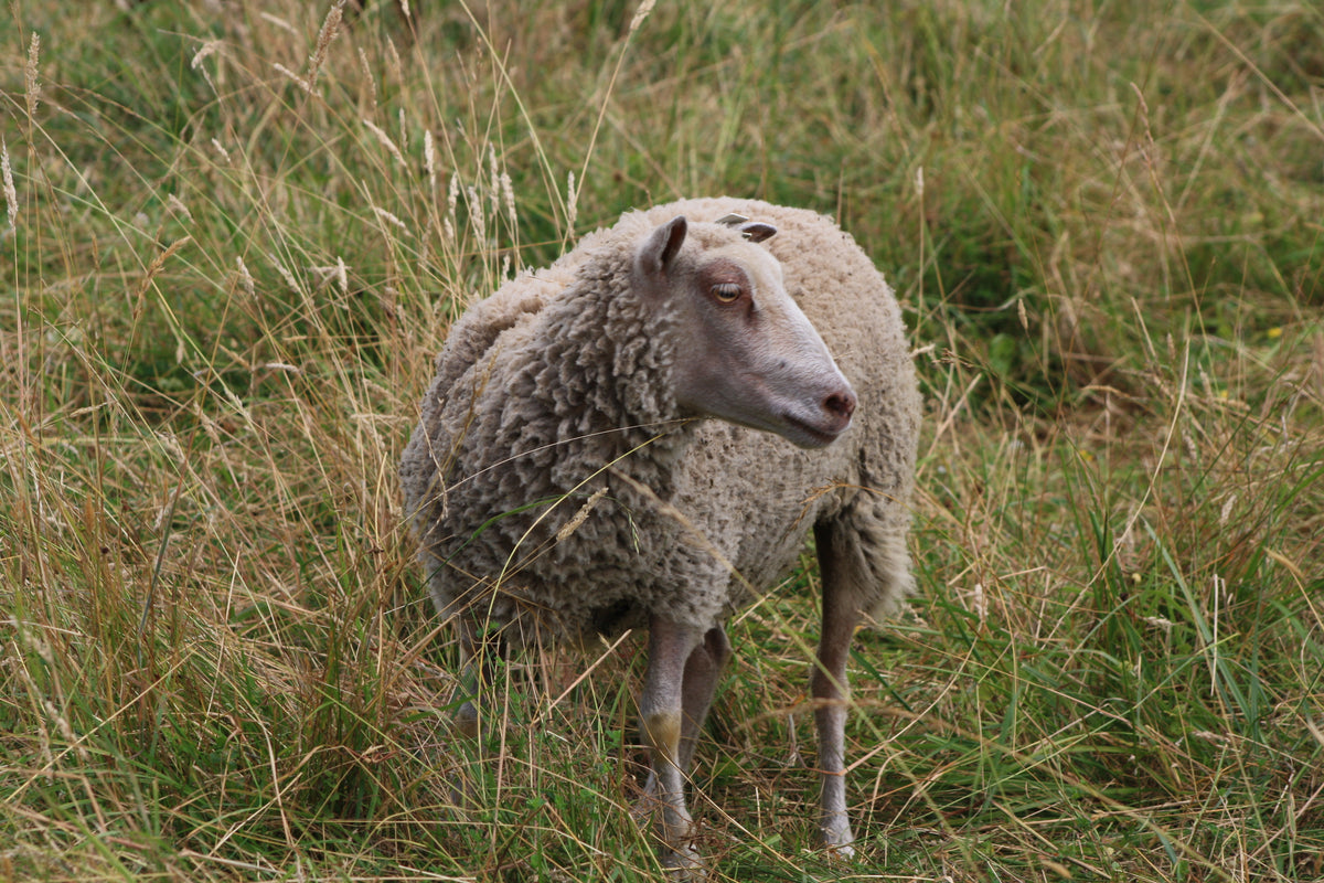 Lark's Fleece White Rooed 2025 – Whispering Pines Farm