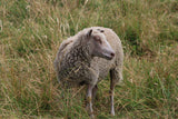 Lark's Fleece White Rooed 2025