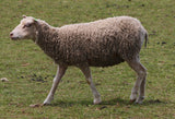 Lucia's Fleece - White - Roo'd - 2023
