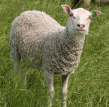 Lucia's Fleece White Sheared 2025