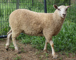 Lucretia's Fleece White Rooed 2025