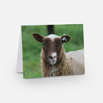 Sheepy Note Cards B - Pack of 5 - 2024 Sheep from our Flock