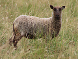 Magpie's Fleece Fawn Rooed 2025