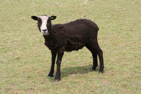 Mimi's Fleece - Black - Sheared - 2023