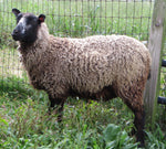 Mrs. Hughes's Fleece Grey Rooed 2025