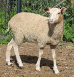 Mabel's Fleece Moorit Sheared 2025
