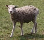 Musetta's Fleece White Rooed 2025