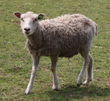 Musetta's Fleece White Rooed 2025