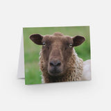 Sheepy Note Cards B - Pack of 5 - 2024 Sheep from our Flock