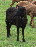 Paulina's Fleece Black Rooed 2025