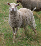 Puffin's Fleece White Rooed 2025