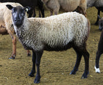 Robin's Fleece Grey Rooed 2025