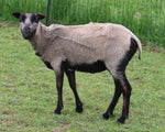 Rosalind's Fleece - Grey - Roo'd - 2023