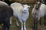 Sparrow's Fleece White Rooed 2025