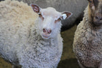 Sparrow's Fleece White Rooed 2025