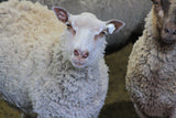Sparrow's Fleece White Rooed 2025