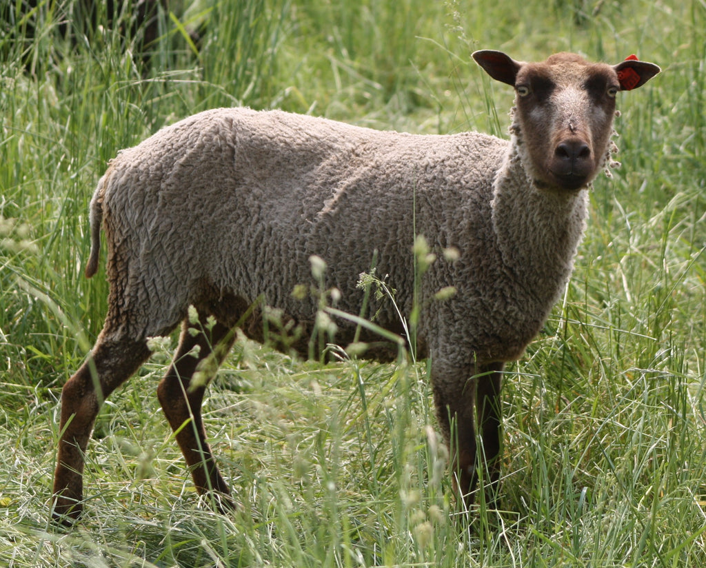 Tatianna's Fleece - Fawn Katmoget - Sheared - 2023 – Whispering Pines Farm