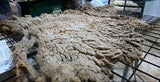 Magpie's Fleece Fawn Sheared 2026