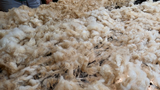 Lucia's Fleece White Rooed