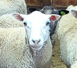 Leyton's Fleece White Sheared 2026