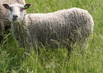 Tosca's Fleece White Rooed 2025