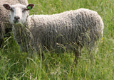 Tosca's Fleece White Rooed 2025