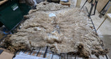 Tye's Fleece Fawn Sheared 2026