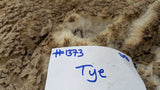 Tye's Fleece Fawn Sheared 2026