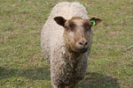 Zerlina's Fleece - Fawn Katmoget - Roo'd