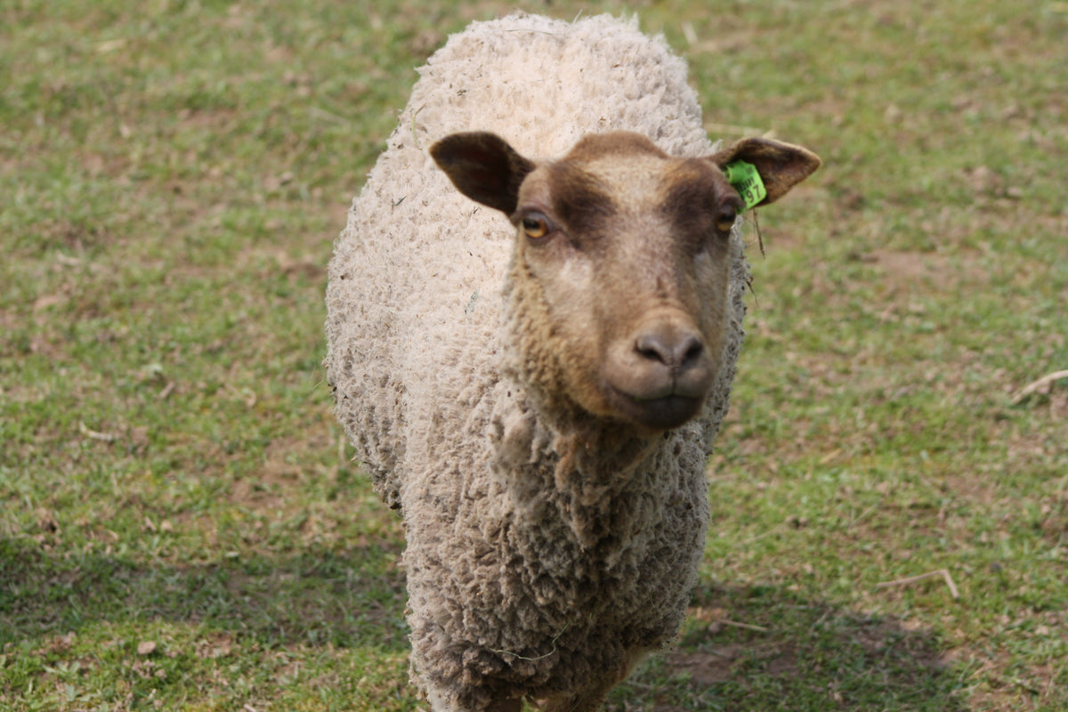Zerlina's Fleece Fawn Rooed 2025 – Whispering Pines Farm