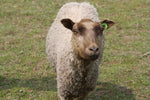 Zerlina's Fleece Fawn Rooed 2025