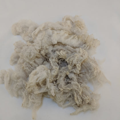 Fawn Curly Wool Locks